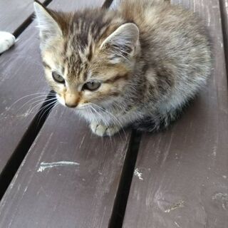 子猫の里親探してます。【トラ】