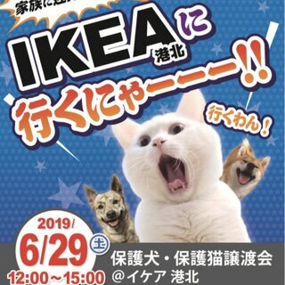 6/29（日）おーあみ避難所里親会 in IKEA港北