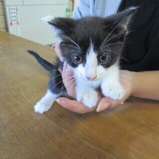 子猫の兄弟の里親募集 − 埼玉県