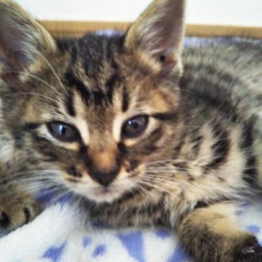 野良猫の子猫5匹その5しっぽ短い黒っぽい女の子 もふもふ猫 長後の猫の里親募集 ジモティー 野良猫の子猫5匹その5しっぽ短い黒っぽい女の子 もふもふ猫 長後の猫の里親募集 ジモティー