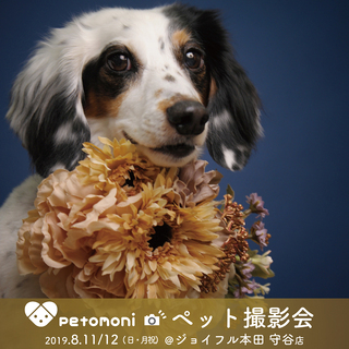 ジョイフル本田　守谷店」8月11日・12日（日・月祝）petom...