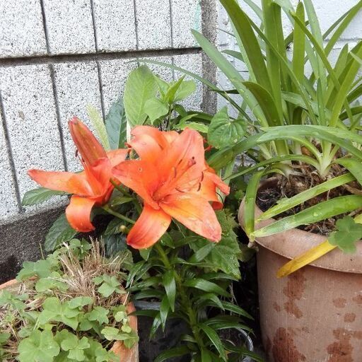 Covid 19環境下募集停止 半日陰ガーデニング ハーブティー スワッグ作り 小さな庭解放致します キッチッと集合サクッと解散 ムベ むべなるかな 坂戸のその他のメンバー募集 無料掲載の掲示板 ジモティー