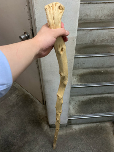 仙人の杖！？値下げ交渉可能です - その他 