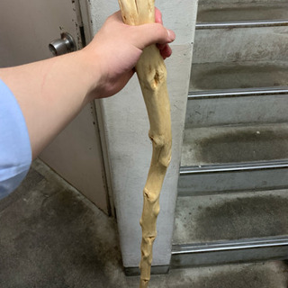 仙人の杖！？値下げ交渉可能です