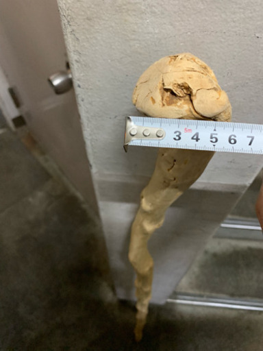 仙人の杖！？値下げ交渉可能です - その他 