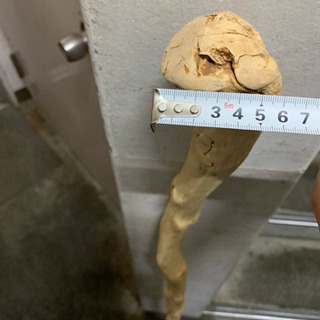 仙人の杖！？値下げ交渉可能です