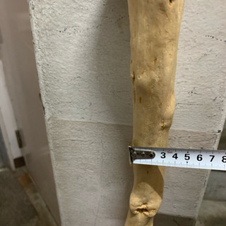 仙人の杖！？値下げ交渉可能です