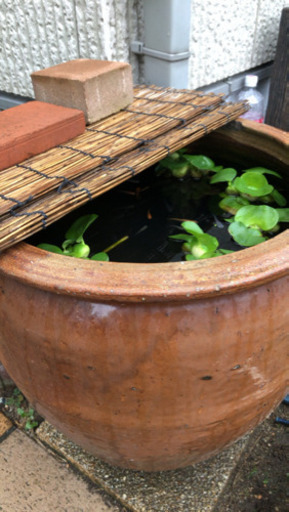 メダカの卵 夏休みの自由研究に 銀次郎 敦賀のその他の中古あげます 譲ります ジモティーで不用品の処分