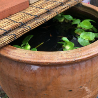 メダカの卵  夏休みの自由研究に