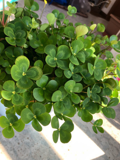 ビオトープ用水草セット Konn 菊川のその他の中古あげます 譲ります ジモティーで不用品の処分