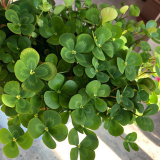 ビオトープ用水草セット Konn 菊川のその他の中古あげます 譲ります ジモティーで不用品の処分