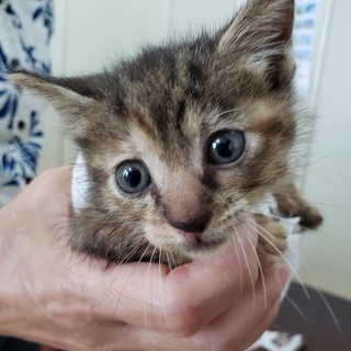 メスの子猫の里親を探してます