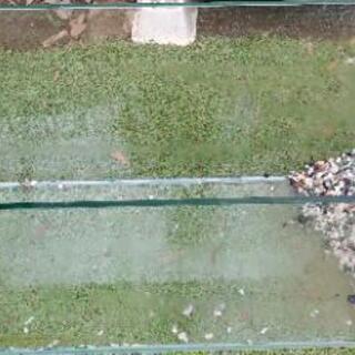 90センチ　水槽　超美品　フレーム無し　コドブキ　レグラスフラット　f-900s 90センチ 水槽 超美品 フレーム無し コドブキ レグラスフラット f-900s