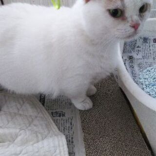 ブリーダー引退猫さん5才短足マンチカン女子 (べっちさん) 名古屋の猫 