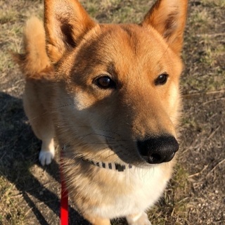 元気いっぱいです！飼える方募集！