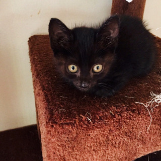 キャンセルの為、再募集します❣️黒猫専科の子猫ちゃん❣️ - 猫