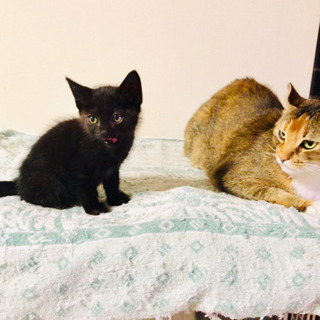 キャンセルの為、再募集します❣️黒猫専科の子猫ちゃん❣️の画像