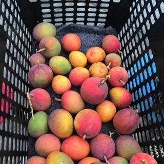 マンゴーの収穫出荷 パイナップルの管理