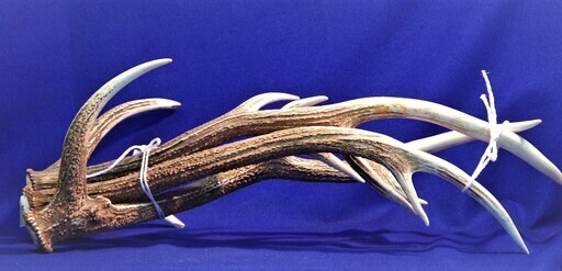 鹿の角　80cmサイズ3本総重量約3.3kg　折れあり