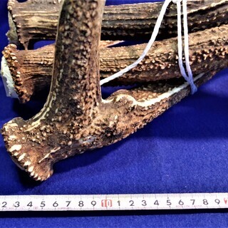 鹿の角 80cmサイズ3本総重量約3.3kg 折れあり