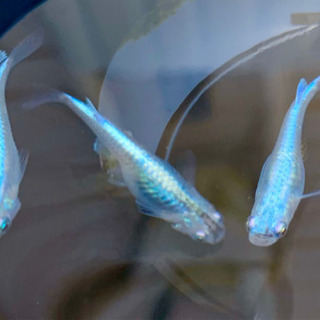 メダカ マリンブルー 体外光 ブルー 稚魚 1匹 Yuri 津のその他の中古あげます 譲ります ジモティーで不用品の処分 メダカ マリンブルー 体外光 ブルー 稚魚 1匹 Yuri 津のその他の中古あげます 譲ります ジモティーで不用品の処分