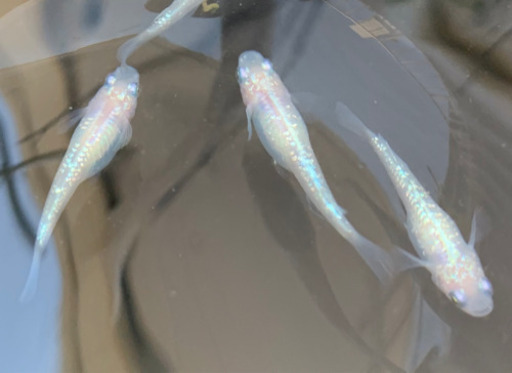 メダカ ダイヤモンドダスト 稚魚 1匹 Yuri 津のその他の中古あげます 譲ります ジモティーで不用品の処分 メダカ ダイヤモンドダスト 稚魚 1匹 Yuri 津のその他の中古あげます 譲ります ジモティーで不用品の処分