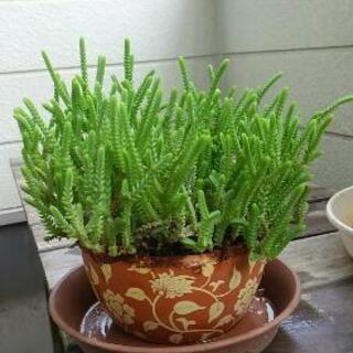 若緑 クラッスラ 鉢植え オムツイス 新町のその他の中古あげます 譲ります ジモティーで不用品の処分
