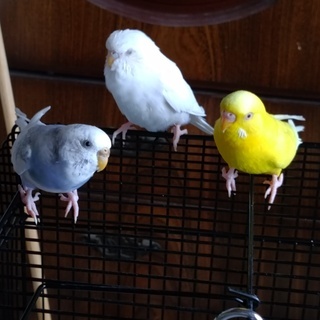 大阪府のセキセイインコ 里親募集 ジモティー 大阪府のセキセイインコ 里親募集 ジモティー