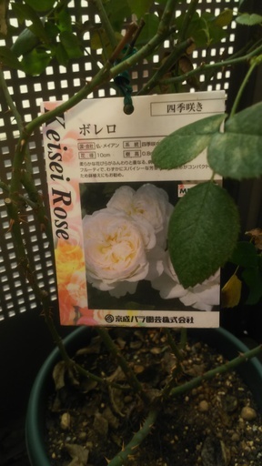 受付終了しております バラ苗 ボレロ 譲ります 白猫 練馬のその他の中古あげます 譲ります ジモティーで不用品の処分 受付終了しております バラ苗 ボレロ 譲ります 白猫 練馬のその他の中古あげます 譲ります ジモティーで不用品の処分