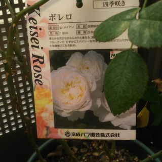 受付終了しております バラ苗 ボレロ 譲ります 白猫 練馬のその他の中古あげます 譲ります ジモティーで不用品の処分 受付終了しております バラ苗 ボレロ 譲ります 白猫 練馬のその他の中古あげます 譲ります ジモティーで不用品の処分