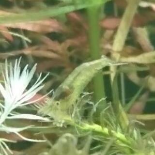 多数購入で値引きあり ミナミヌマエビ アクアリウム テラリウム 水草 熱帯魚 ジモティーアクア 宮之阪のその他の中古あげます 譲ります ジモティーで不用品の処分