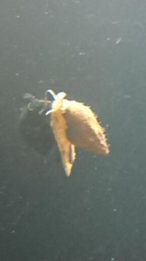 多数購入でお得 キラースネール アクアリウム 水槽 熱帯魚 水草 レイアウト ジモティーアクア 宮之阪のその他の中古あげます 譲ります ジモティーで不用品の処分