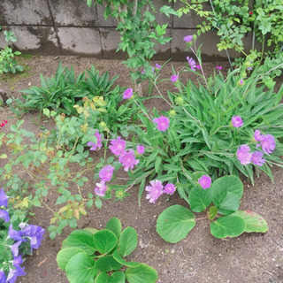 紫の花 ストケシア