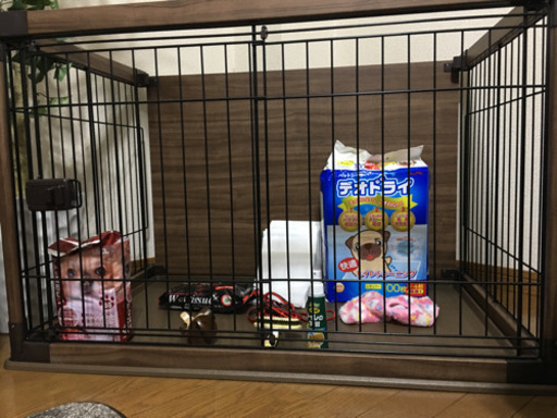 早い者勝ち 犬ゲージ