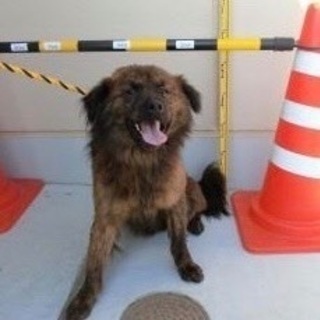 埼玉県 さいたま市の犬の里親募集 ジモティー