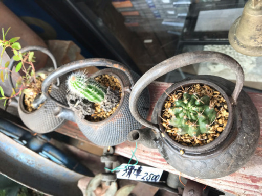 サボテン、観葉植物、南部鉄瓶、