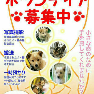 犬猫好きな方！保健所の子達を助けるボランティア仲間募集中！