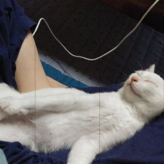 可愛い白猫ちゃん(4カ月) - 猫