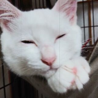 可愛い白猫ちゃん(4カ月) - 野々市市