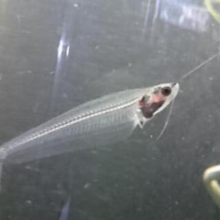 トランスルーセントグラスキャット アクアリウム 水槽 熱帯魚 水草 レイアウト スケルトンナマズ ジモティーアクア 宮之阪のその他の中古あげます 譲ります ジモティーで不用品の処分