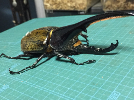 郵送可ヘラクレスオオカブト ペア