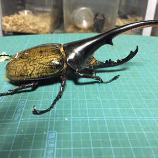 郵送可ヘラクレスオオカブト ペア 郵送可ヘラクレスオオカブト ペア