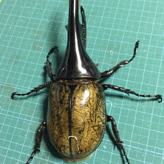 郵送可ヘラクレスオオカブト ペア