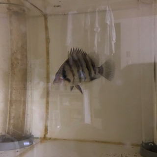 ダトニオプラスワン 20cm 熱帯魚