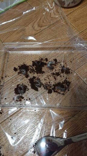 ヨツボシヒナカブト幼虫３頭