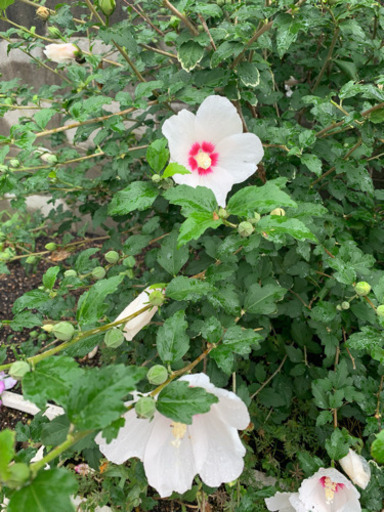 ムクゲ 木槿の木 日の丸 2本 あげます 観葉植物 和製ハイビスカス Coyori 尾崎のその他の中古あげます 譲ります ジモティーで不用品の処分