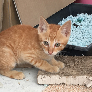 生後2ヶ月くらいの子猫と母猫