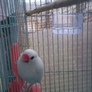 雛から育てた可愛い白文鳥です。去年12月半ばに産まれました❗ - 筑紫郡