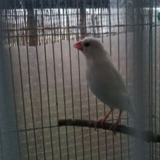 雛から育てた可愛い白文鳥です。去年12月半ばに産まれました❗ - その他