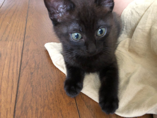 生後8週間の可愛い子猫 相談中 コッシー 高崎の猫の里親募集 ジモティー 生後8週間の可愛い子猫 相談中 コッシー 高崎の猫の里親募集 ジモティー